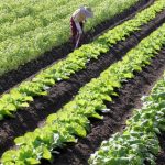 障害者雇用の農業分野における現状と動向